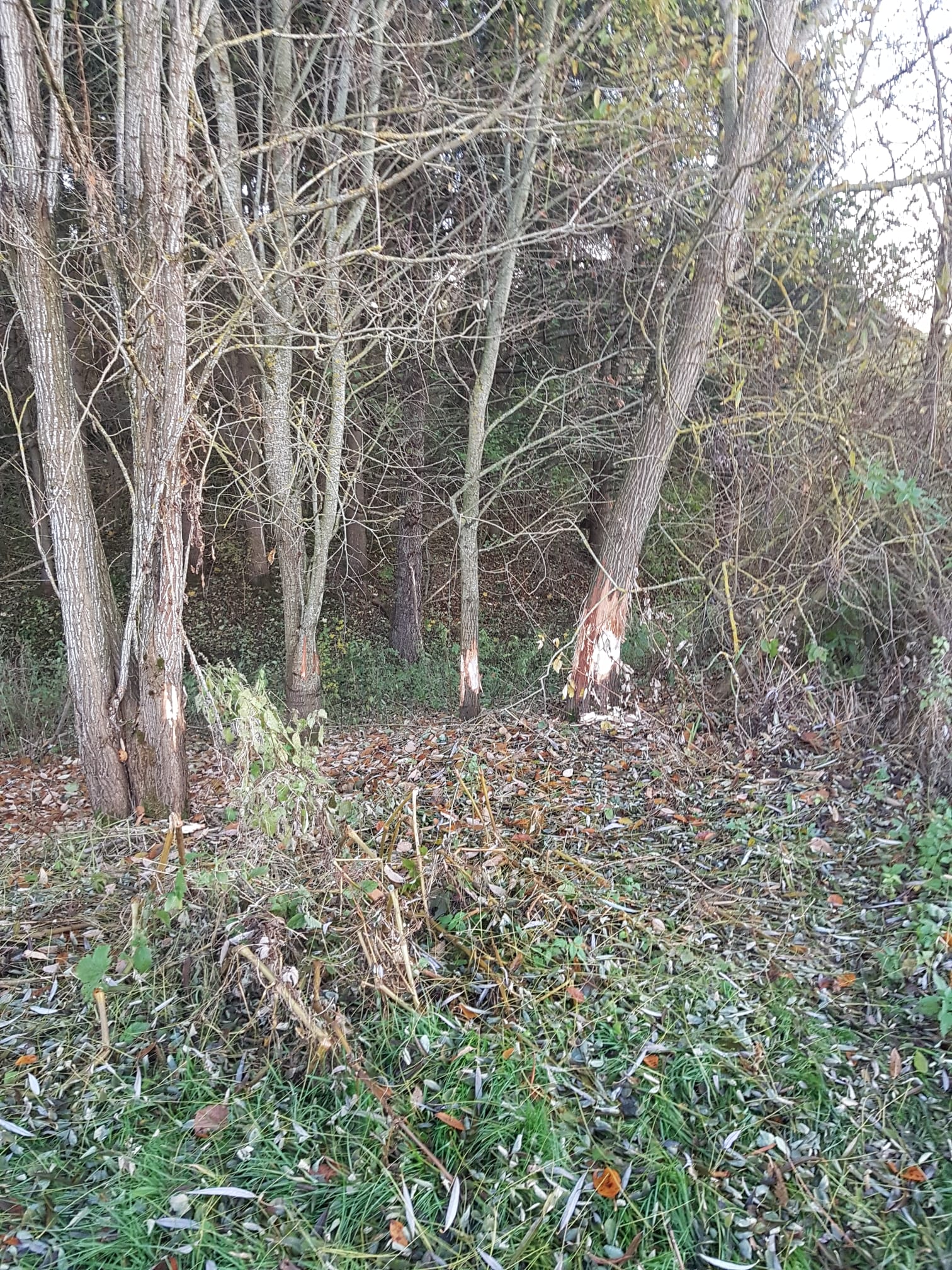 Galeriebild: WhatsApp Image 2022 06 05 at 16.58.31